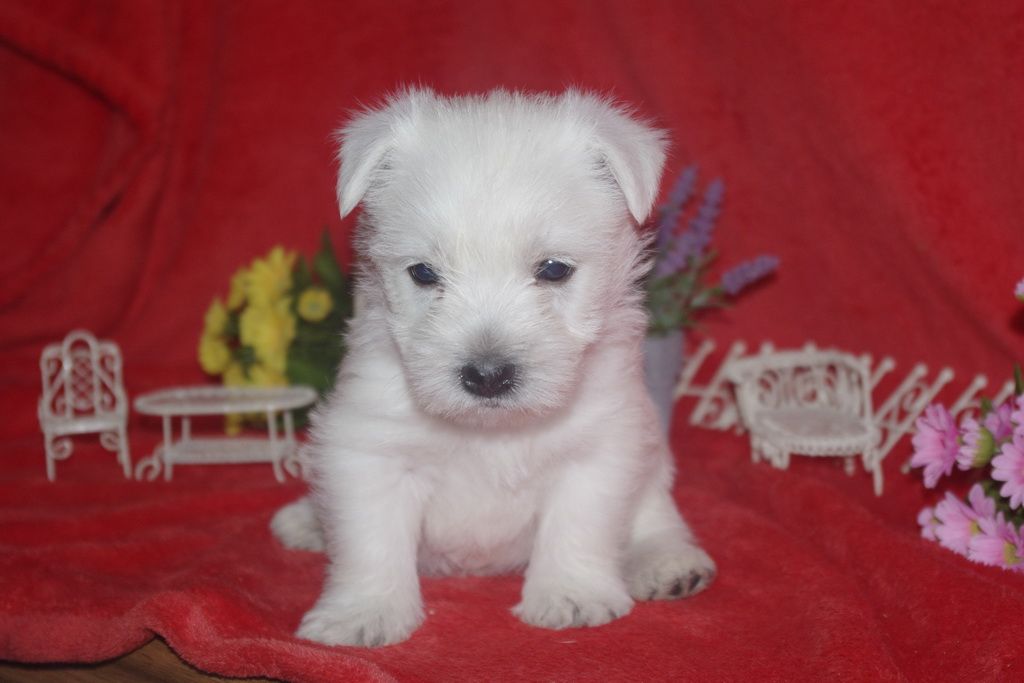 images/contenu/Chiots/westie/005/westie_001_2.jpg