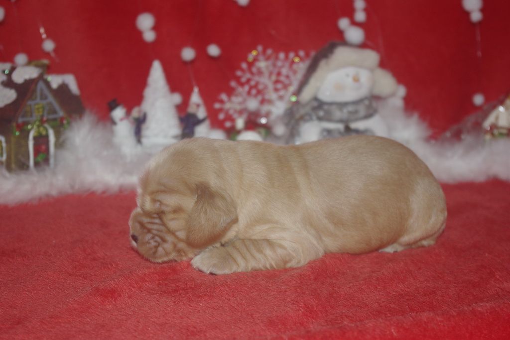 images/contenu/Chiots/Cocker/005/9-cocker_anglais_8.jpg
