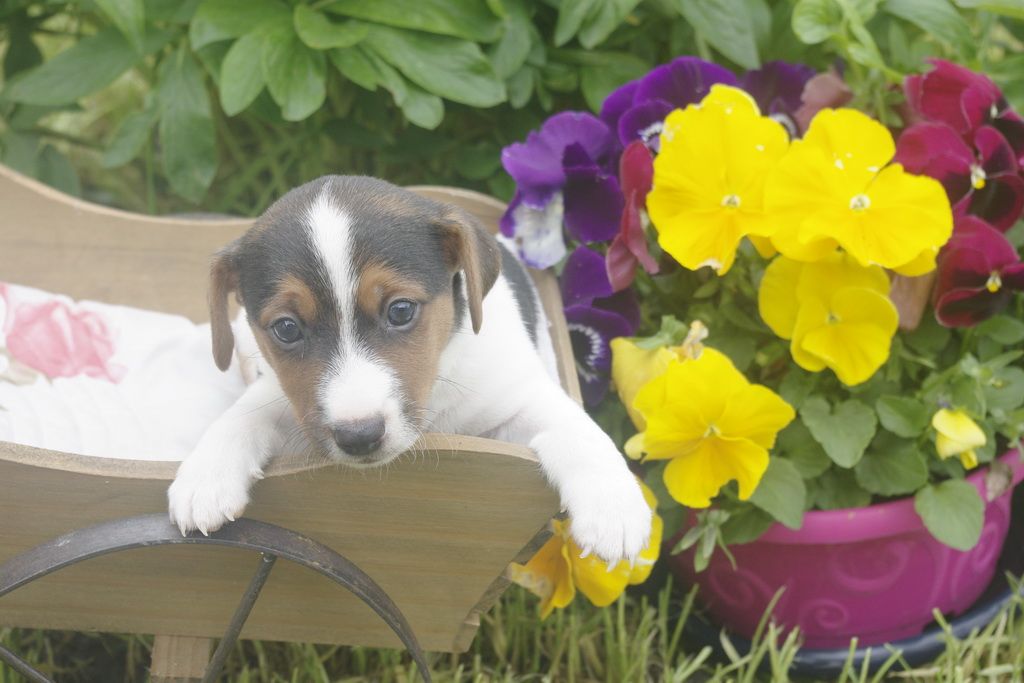 images/contenu/Chiots/jackrussel/010/9_jack_russel_6.jpg