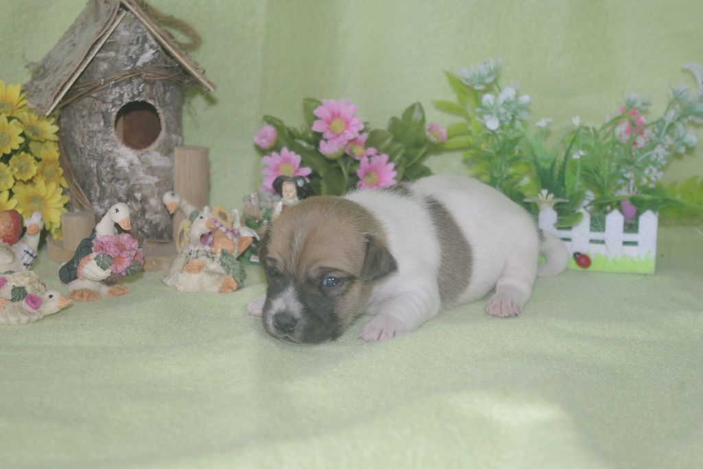 images/contenu/Chiots/jackrussel/002/jack_russel_0002_6.jpg
