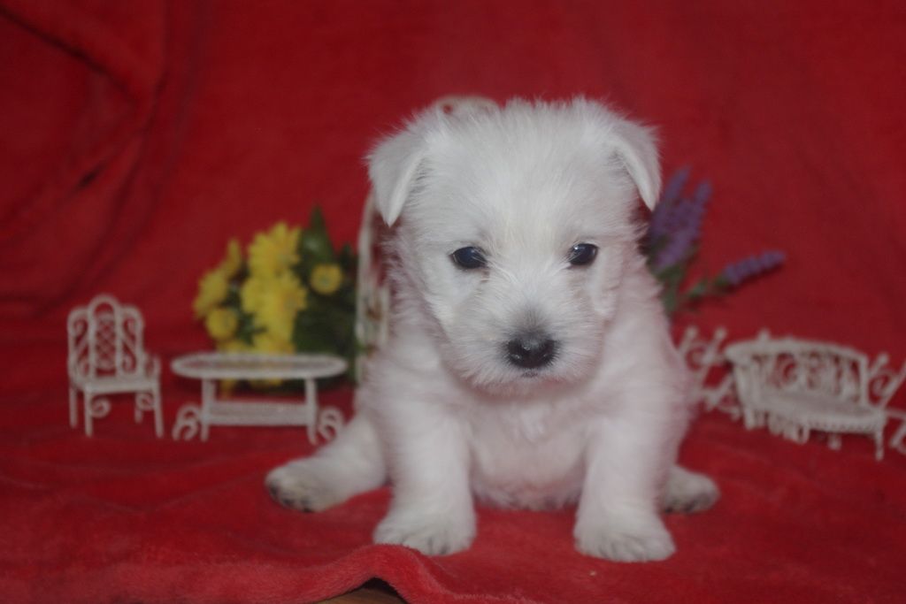 images/contenu/Chiots/westie/005/westie_001_3.jpg