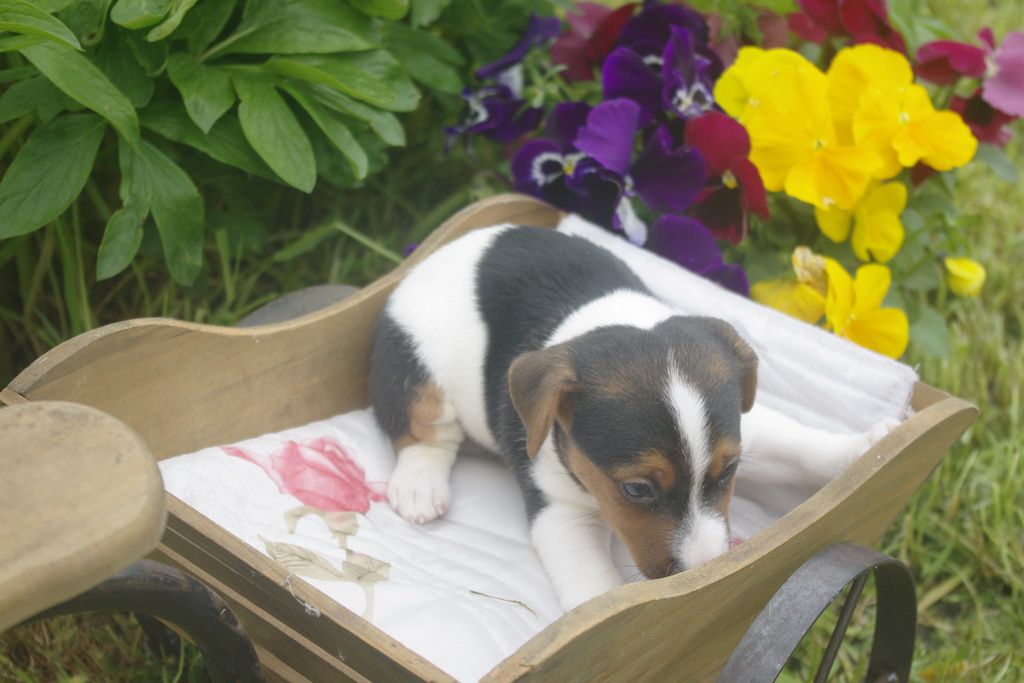images/contenu/Chiots/jackrussel/010/9_jack_russel_4.jpg