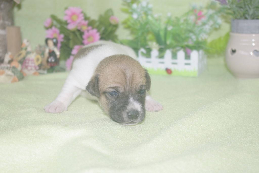 images/contenu/Chiots/jackrussel/002/jack_russel_0002_4.jpg