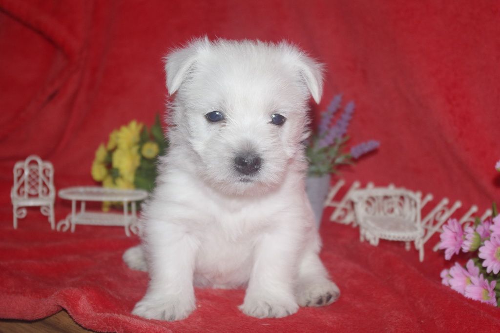 images/contenu/Chiots/westie/005/westie_001_1.jpg