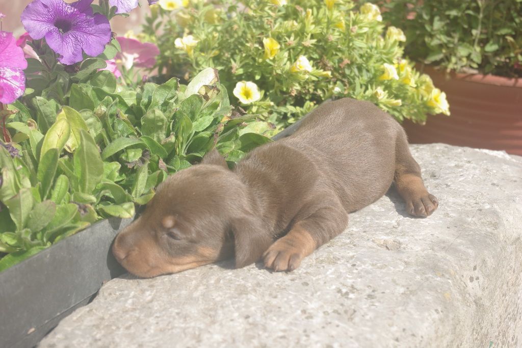images/contenu/Chiots/teckel/005/9-teckel_3.jpg
