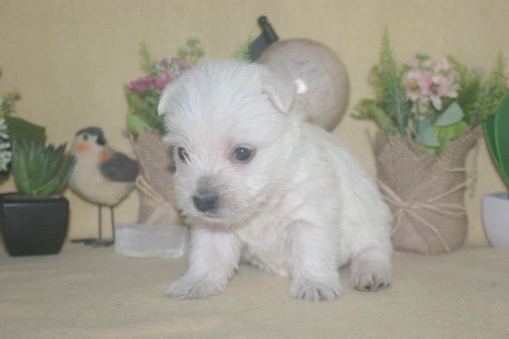 images/contenu/Chiots/westie/004/9-westie_14.jpg