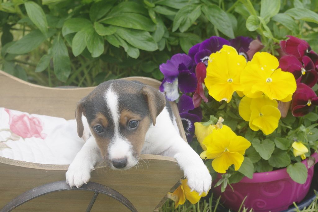 images/contenu/Chiots/jackrussel/010/9_jack_russel_5.jpg