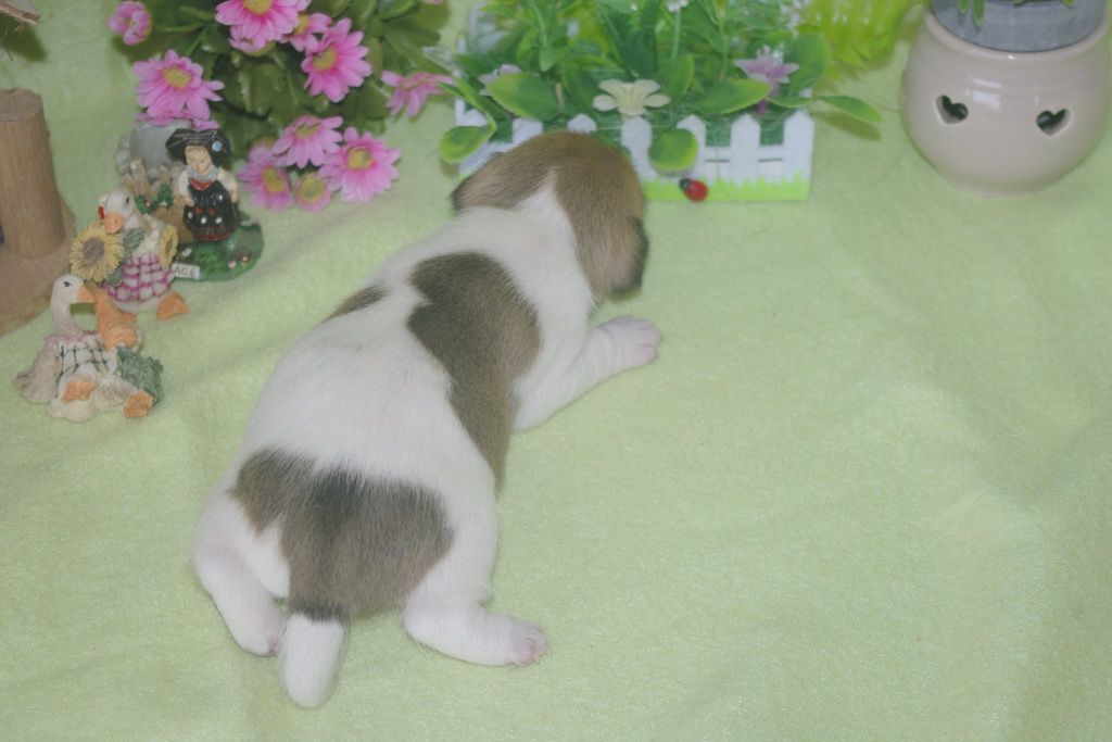 images/contenu/Chiots/jackrussel/002/jack_russel_0002_5.jpg