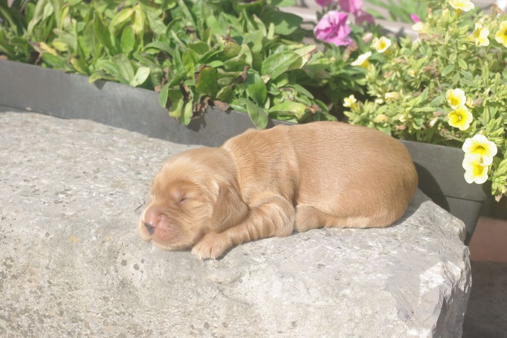 images/contenu/Chiots/Cocker/007/9-cocker_anglais_11.jpg