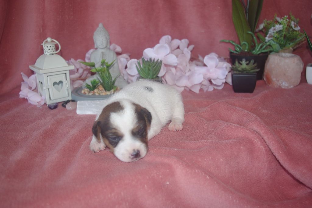images/contenu/Chiots/jackrussel/002/9-jack_russel_2.jpg