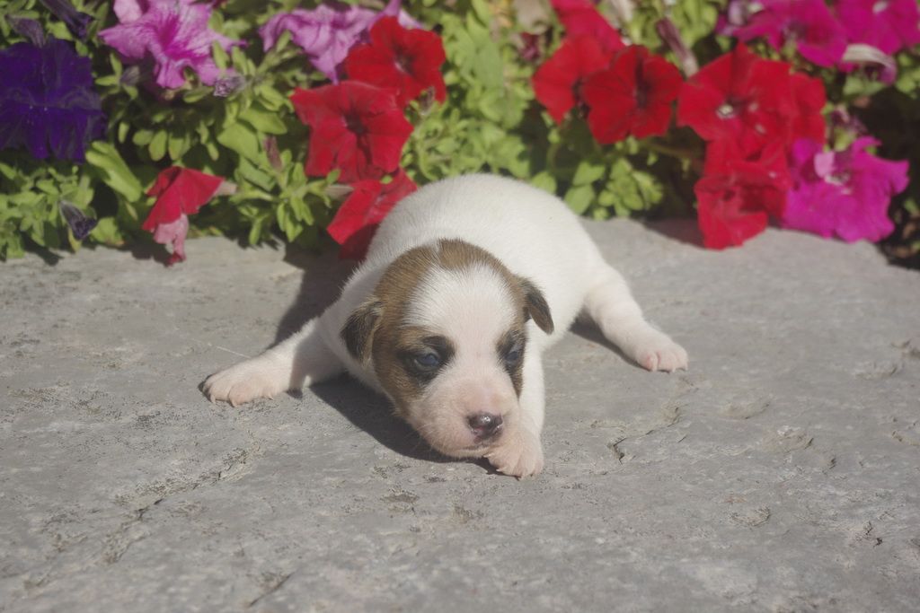 Les Chiens de la Bistade - jack russel 006