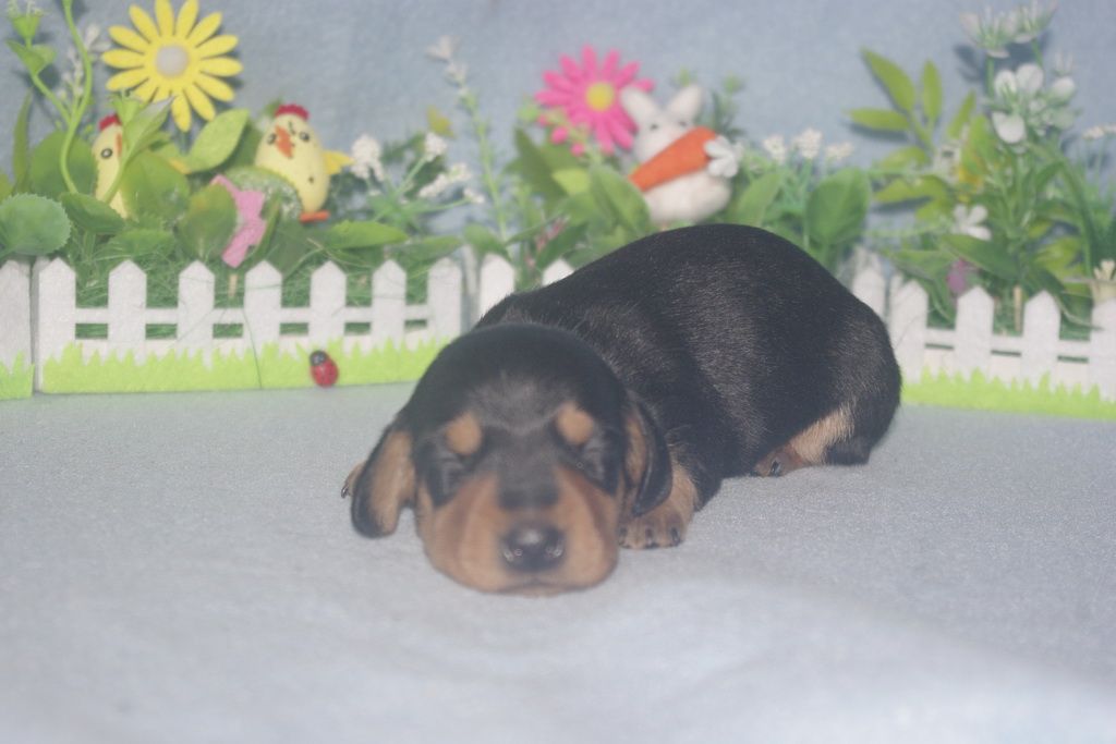 images/contenu/Chiots/teckel/004/teckel_002_5.jpg