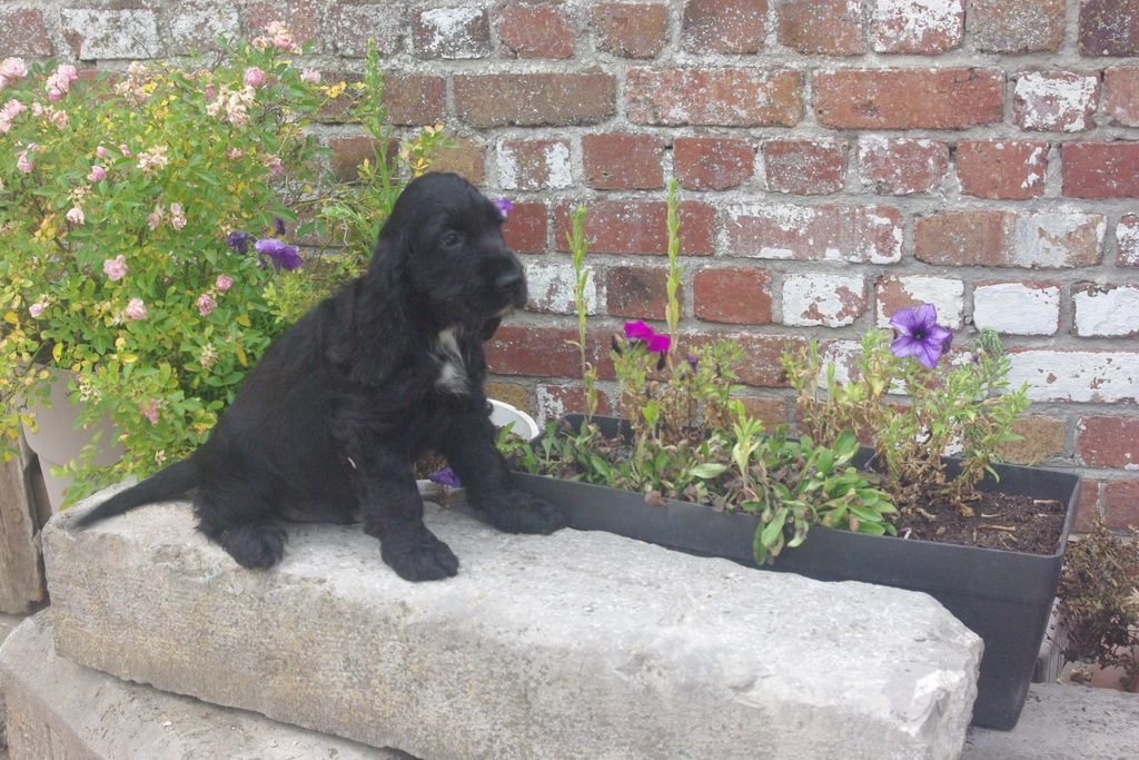 images/contenu/Chiots/Cocker/005/7-cocker_anglais_2.jpg