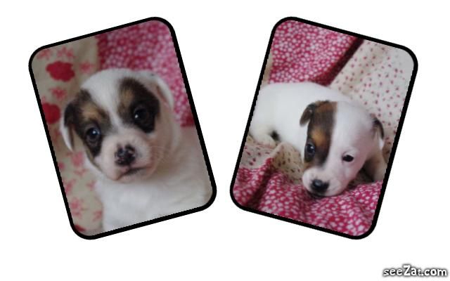 images/contenu/Chiots/jackrussel/pasdechiots/jack_russel_18.jpg