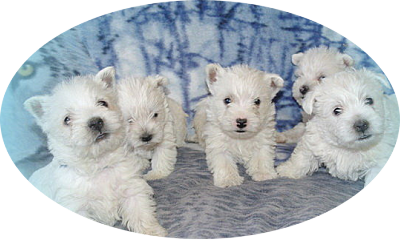 images/contenu/Chiots/westie/pasdechiots/westies.png