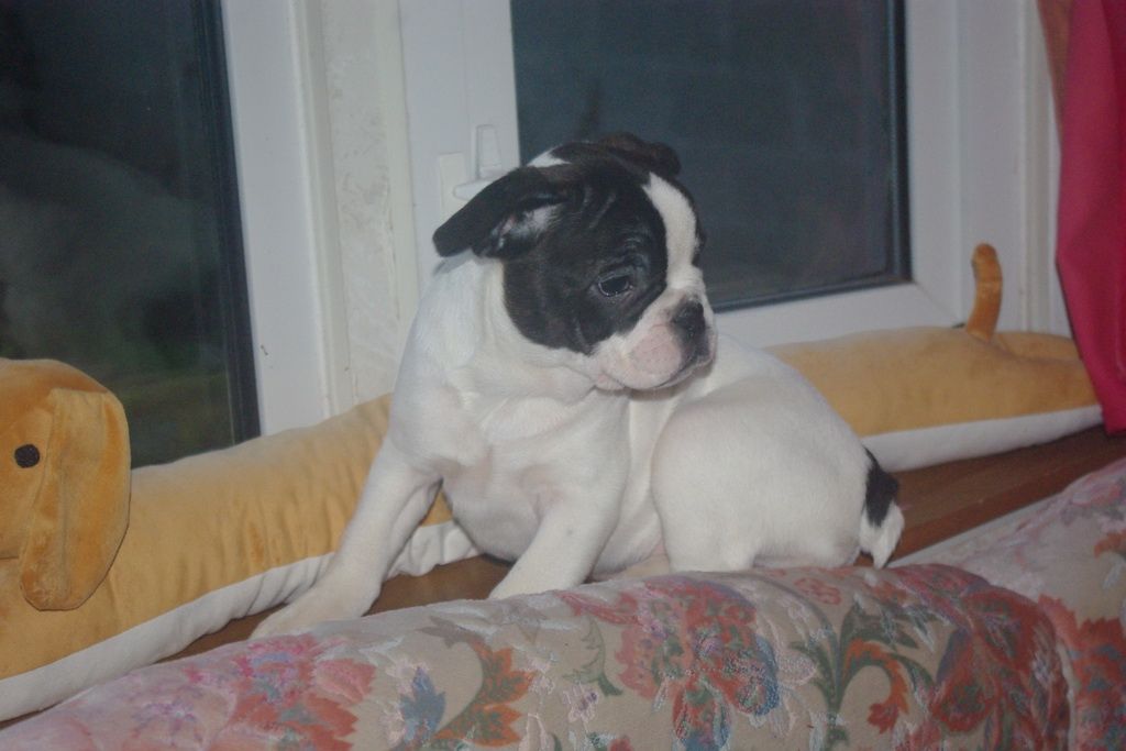 images/contenu/Chiots/Bouledogue/002/7-bouledogue_franais_15.jpg
