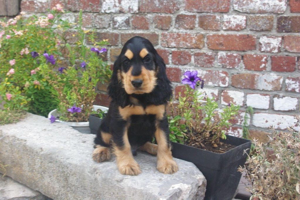 images/contenu/Chiots/Cocker/003/7-cocker_anglais_4.jpg