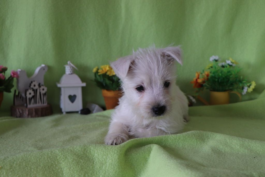 images/contenu/Chiots/westie/002/8-westie_4.jpg