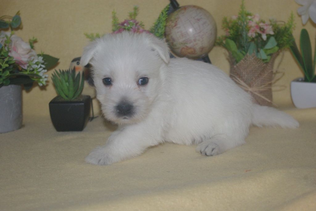 images/contenu/Chiots/westie/001/9-westie_6.jpg