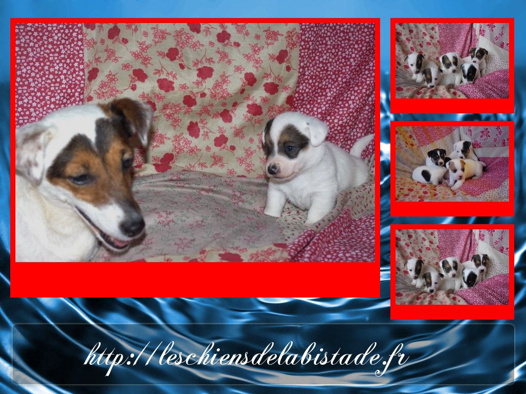 images/contenu/Chiots/jackrussel/pasdechiots/jack_russel_19.jpg