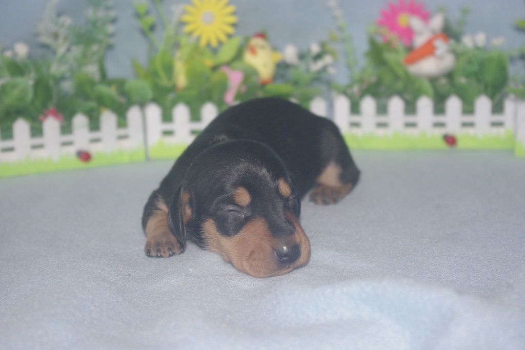 images/contenu/Chiots/teckel/004/teckel_002_7.jpg