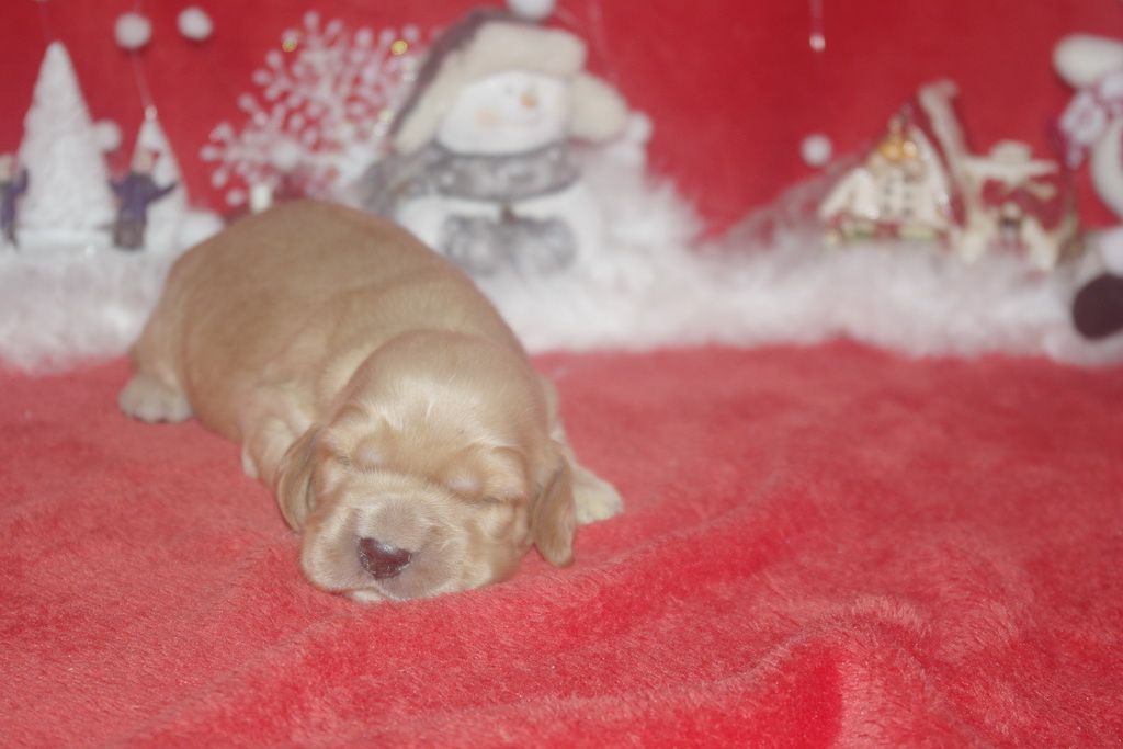 images/contenu/Chiots/Cocker/006/9-cocker_anglais_9.jpg