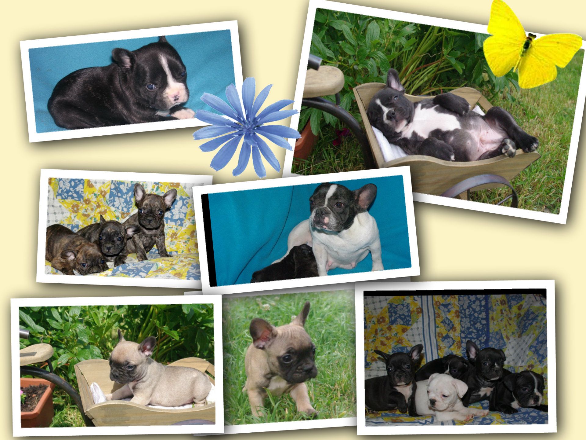 Les Chiens de la Bistade - chiots bouledogue français