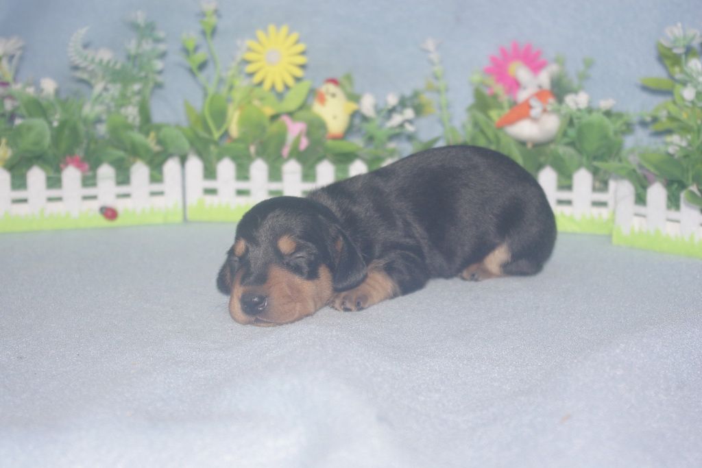 images/contenu/Chiots/teckel/004/teckel_002_2.jpg