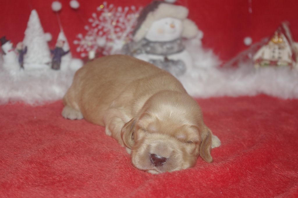 images/contenu/Chiots/Cocker/006/9-cocker_anglais_8.jpg