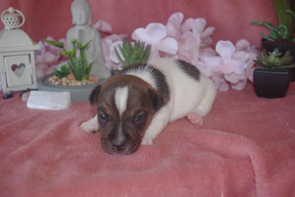 images/contenu/Chiots/jackrussel/004/9-jack_russel_2.jpg