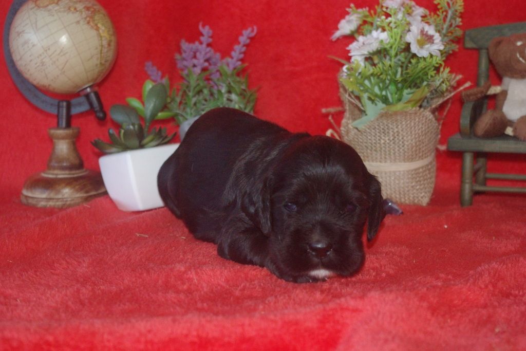 images/contenu/Chiots/Cocker/002/9_cocker_anglais_7.jpg