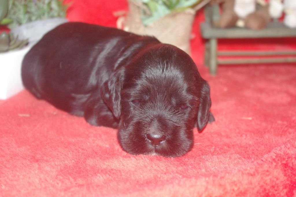 images/contenu/Chiots/Cocker/002/9_cocker_anglais_8.jpg
