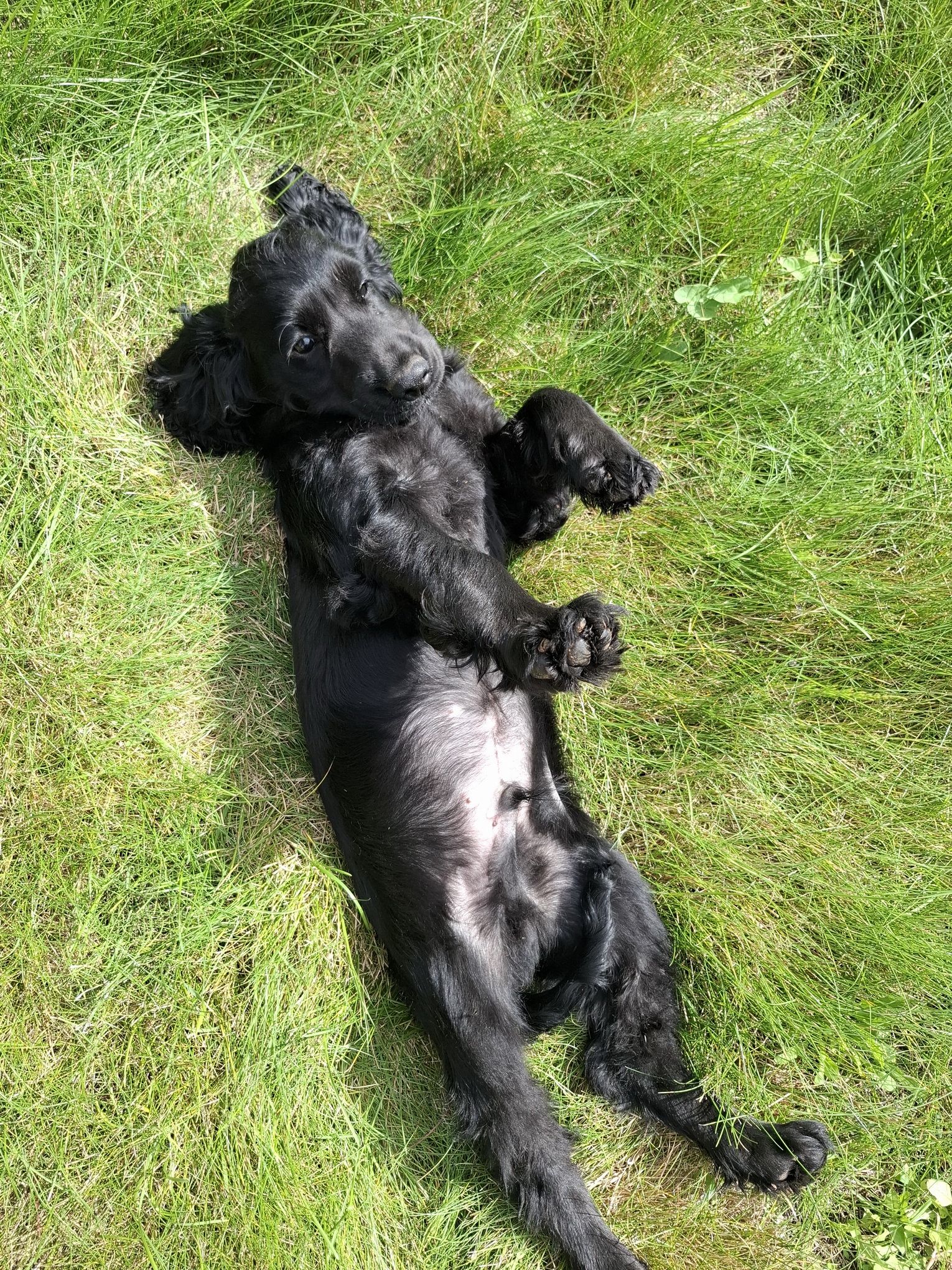 images/contenu/Chiots/Cocker/003/8-cocker_anglais_7.jpg