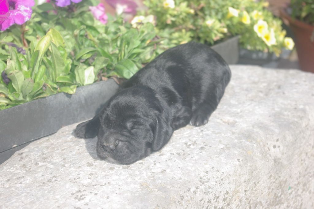 images/contenu/Chiots/Cocker/005/9-cocker_anglais_5.jpg