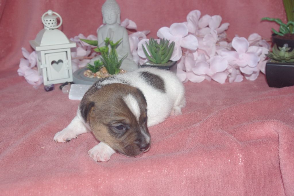 images/contenu/Chiots/jackrussel/004/9-jack_russel_15.jpg
