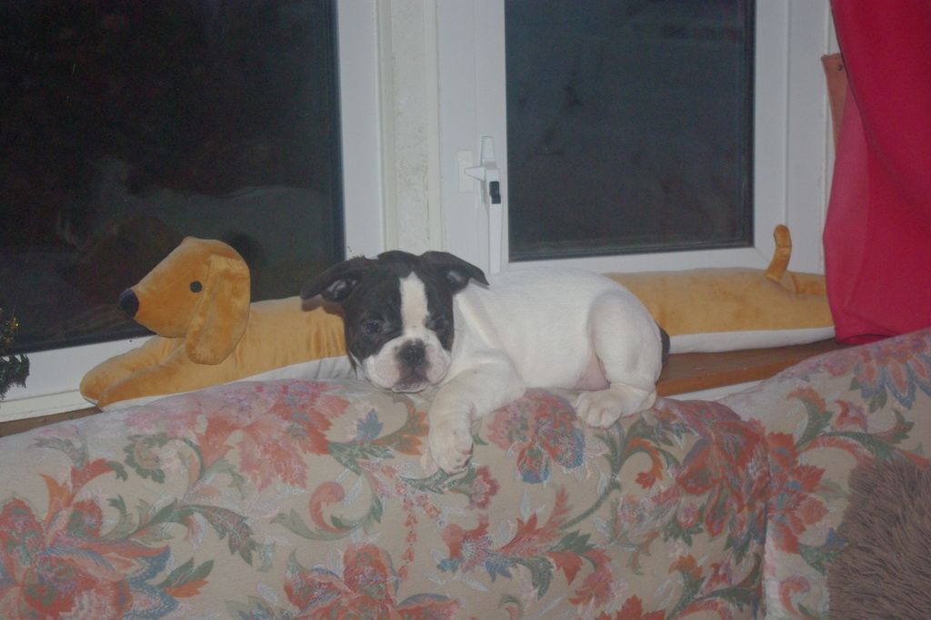 images/contenu/Chiots/Bouledogue/002/7-bouledogue_franais_8.jpg