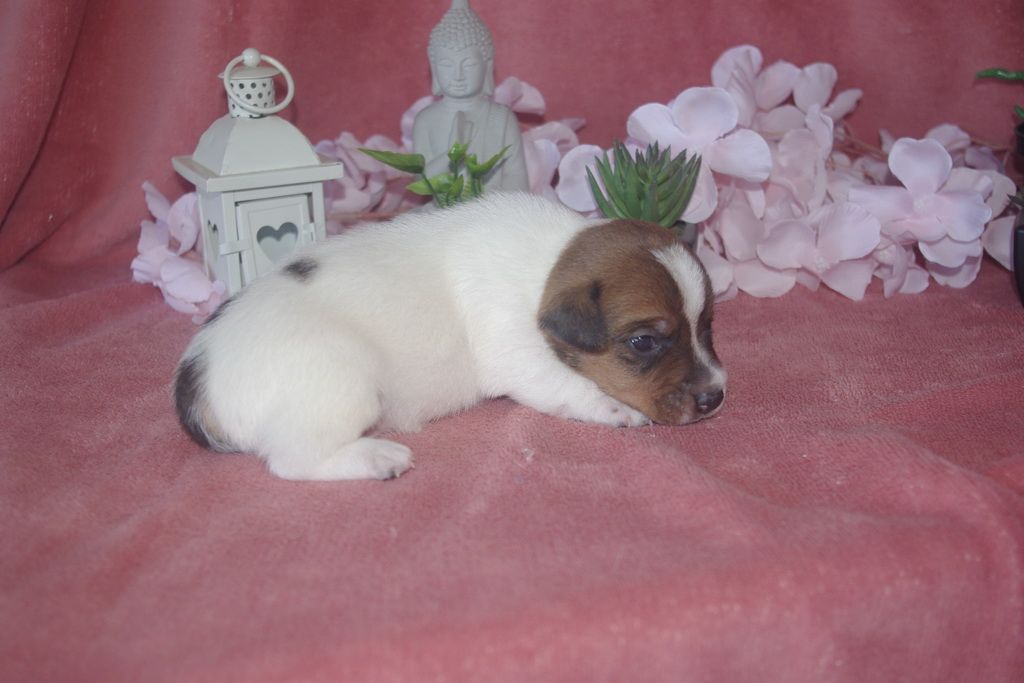 images/contenu/Chiots/jackrussel/003/9-jack_russel_3.jpg