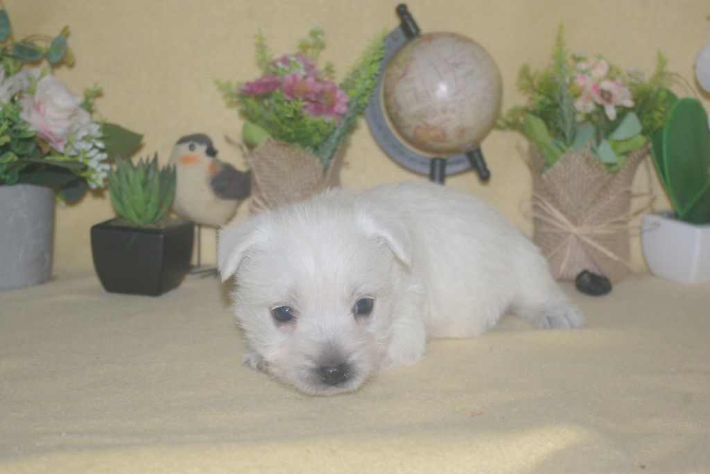 images/contenu/Chiots/westie/002/9-westie_5.jpg