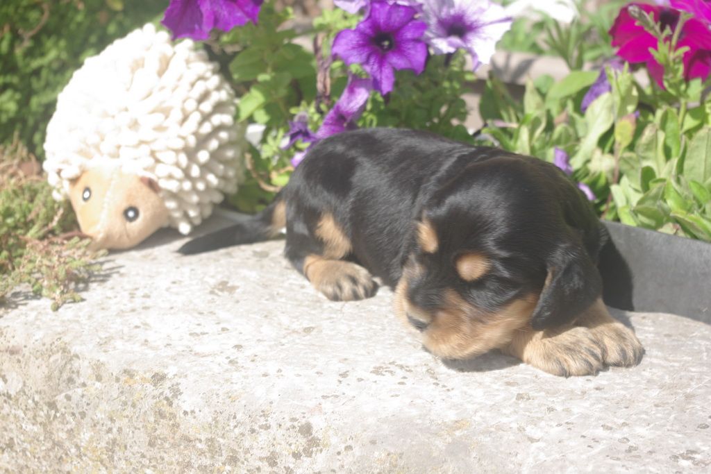 images/contenu/Chiots/Cocker/003/8-cocker_anglais_7.jpg