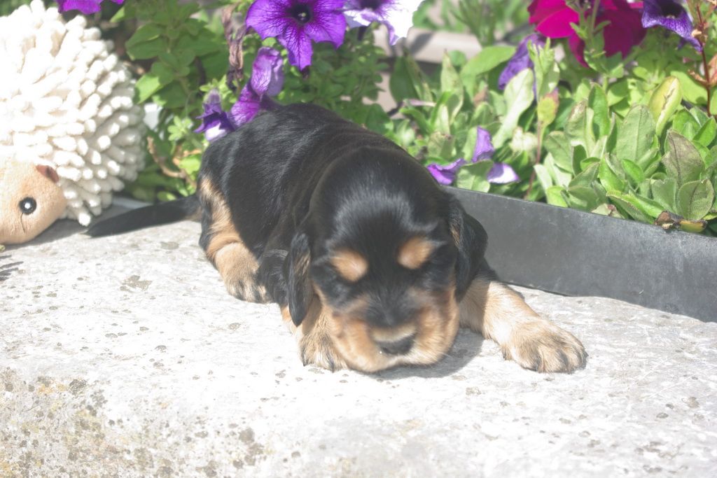 images/contenu/Chiots/Cocker/003/8-cocker_anglais_8.jpg