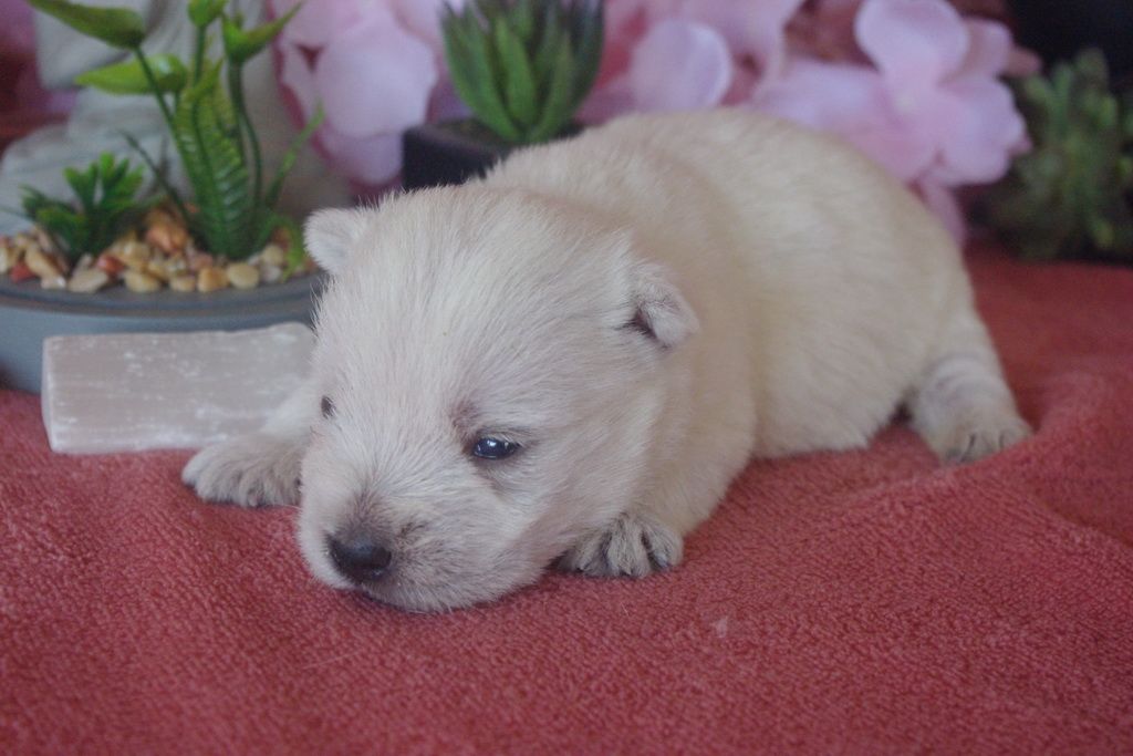 images/contenu/Chiots/westie/005/9-westie_3.jpg