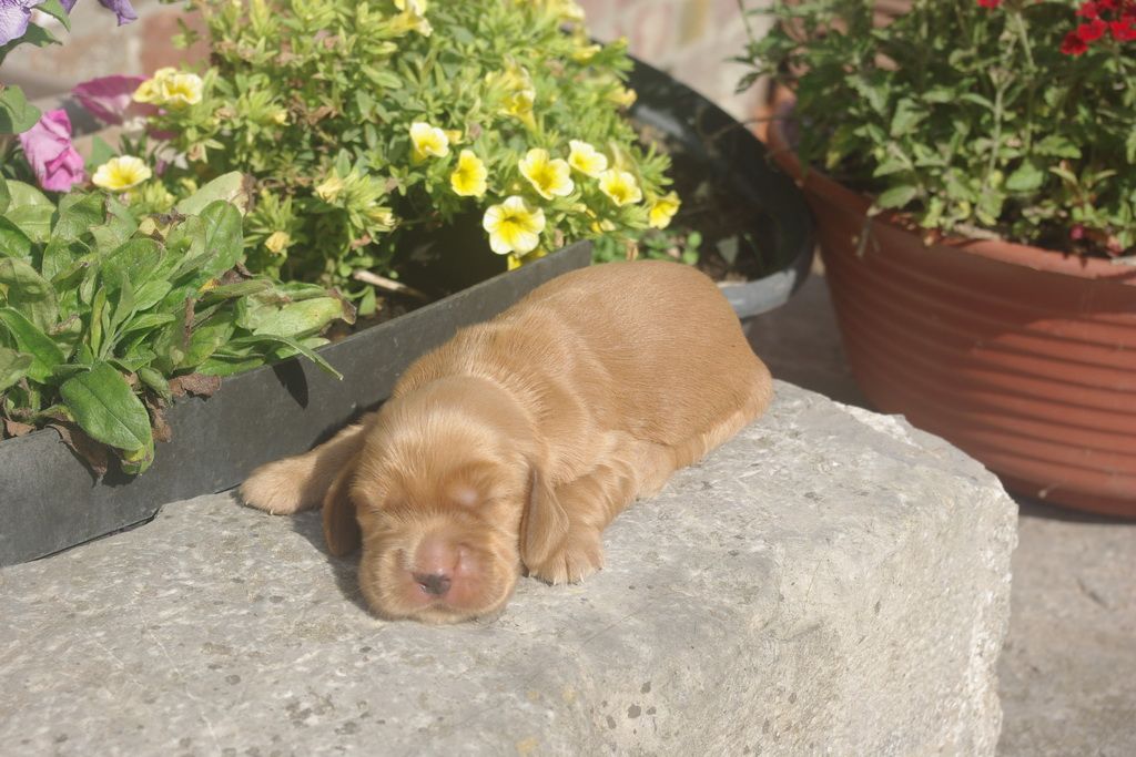Les Chiens de la Bistade - Cocker Anglais 007