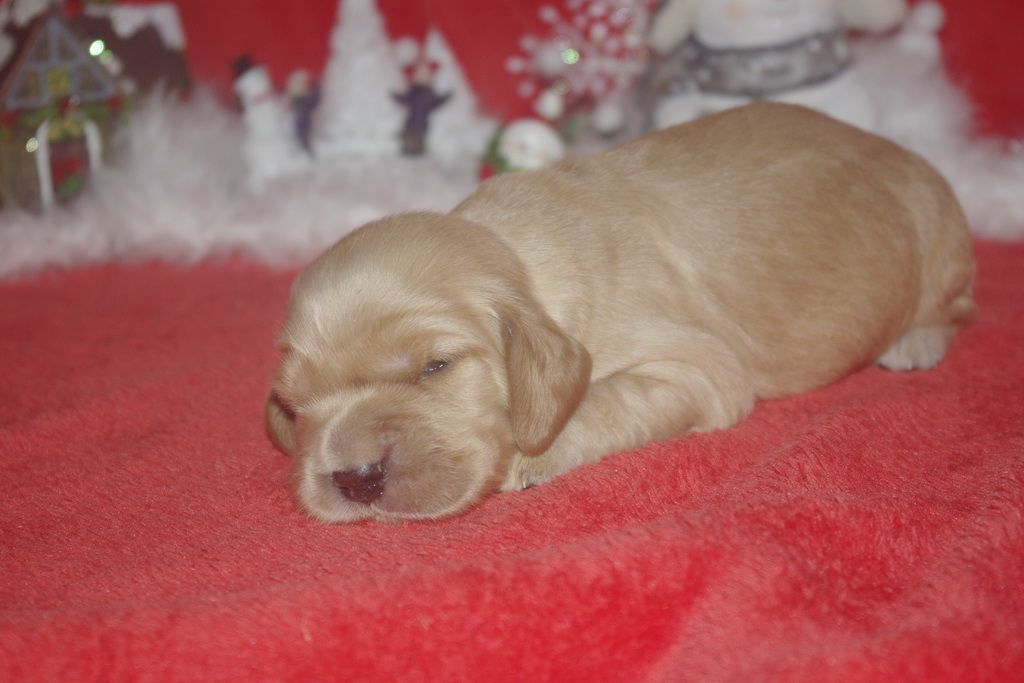images/contenu/Chiots/Cocker/006/9-cocker_anglais_1.jpg