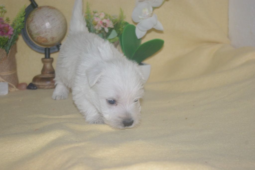images/contenu/Chiots/westie/003/9-westie_5.jpg