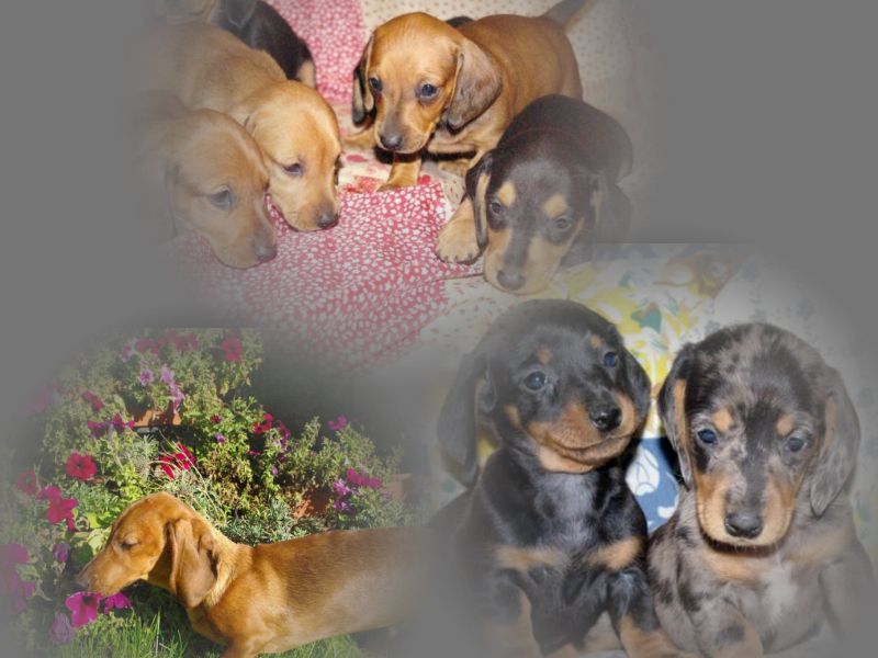 images/contenu/Chiots/teckel/pasdechiots/teckels_a_poils_ras_7.jpg