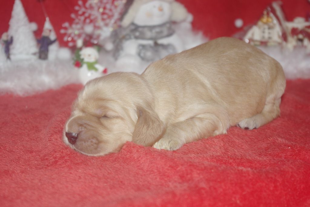 images/contenu/Chiots/Cocker/006/9-cocker_anglais_3.jpg