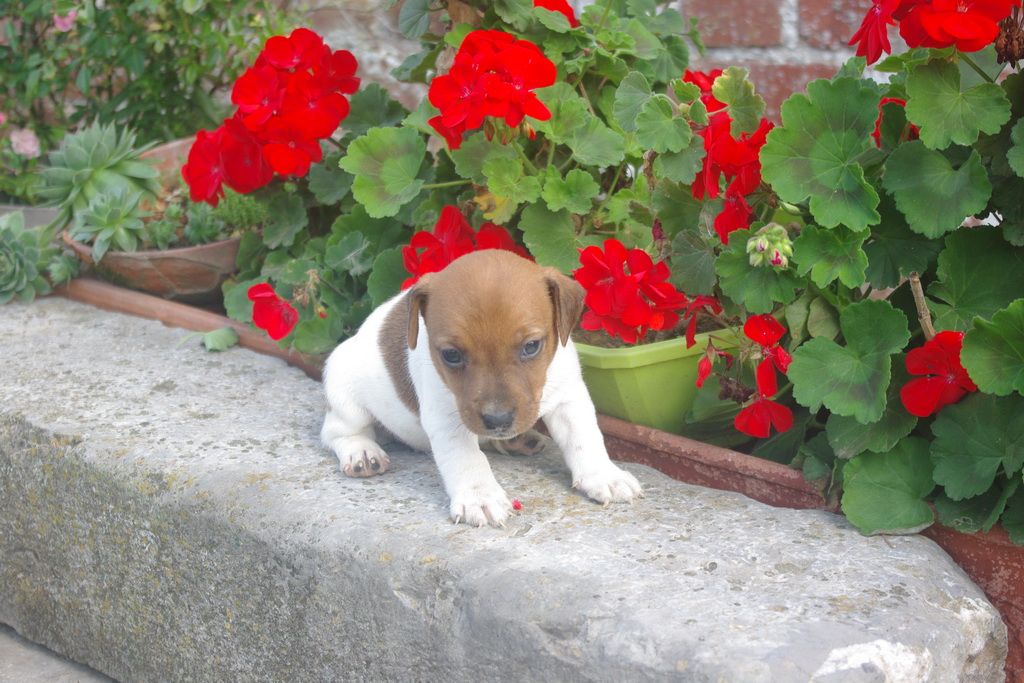 images/contenu/Chiots/jackrussel/004/9-jack_russel_4.jpg