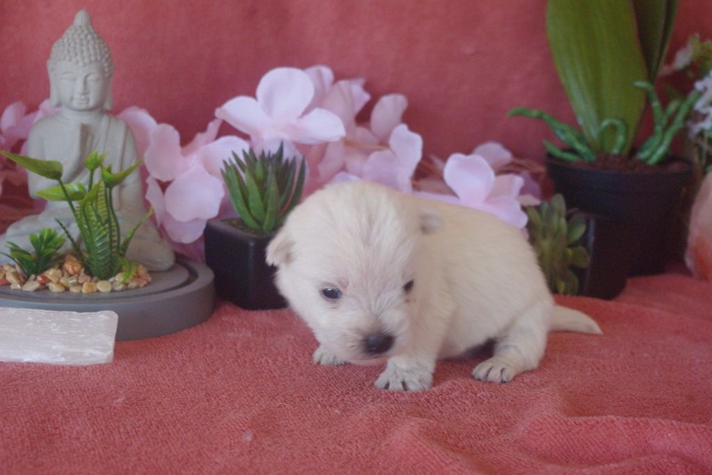 images/contenu/Chiots/westie/007/9-westie_7.jpg