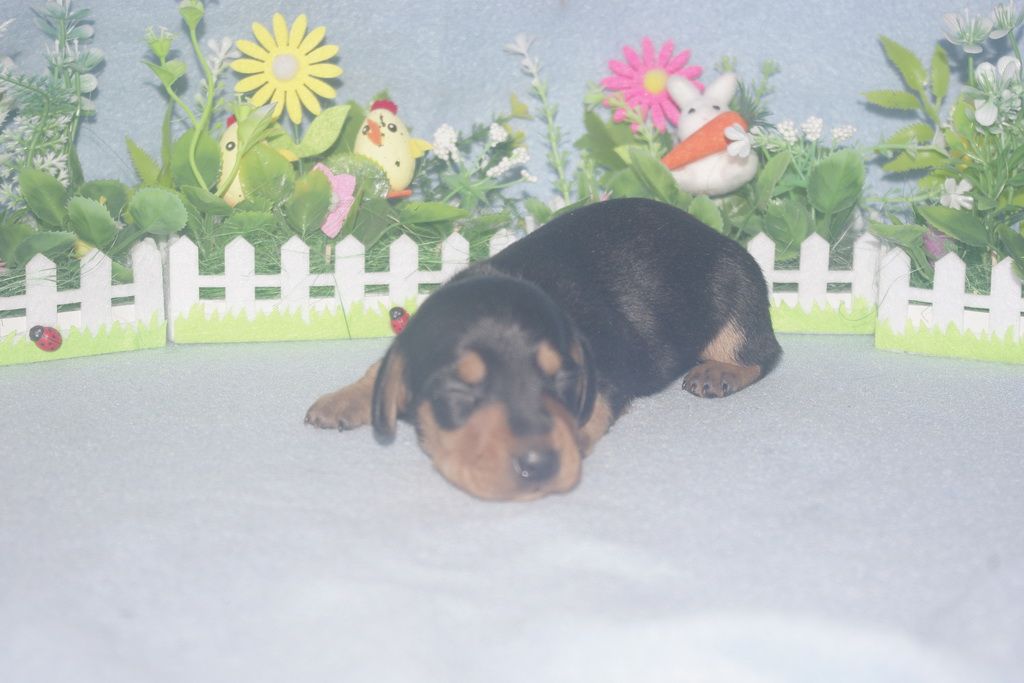 images/contenu/Chiots/teckel/004/teckel_002_8.jpg