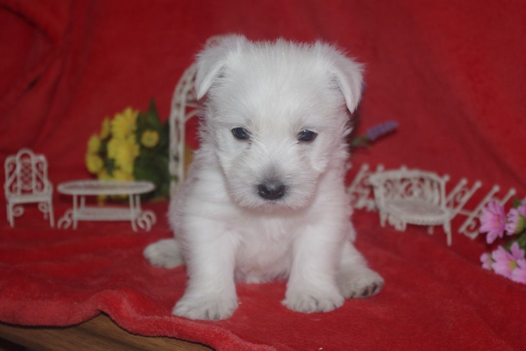 images/contenu/Chiots/westie/005/westie_001_14.jpg
